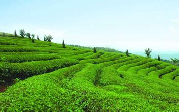 贵州茶叶种植已经跃居第一