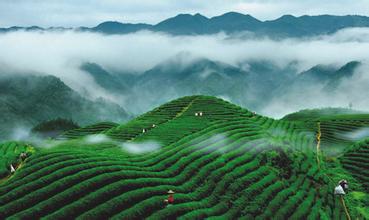 今年茶叶电子商务总产值预计100亿
