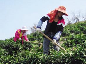 柘荣茶农引进新品种扶持茶产业