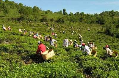 普洱茶价格