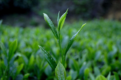 安溪茶产业