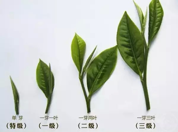 普洱茶的等级