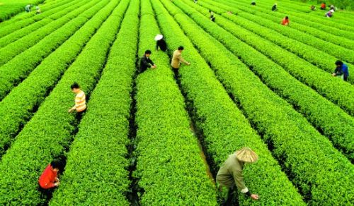 大陆茶呼吁台湾扩大茶产业合作