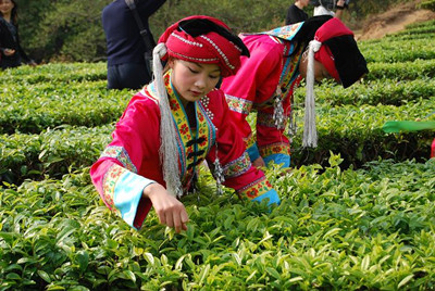 普洱茶制作工艺的演变