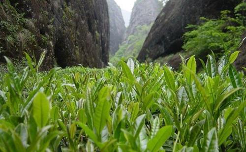 罗汉果茶