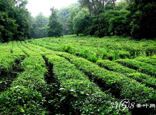 绿茶茶园