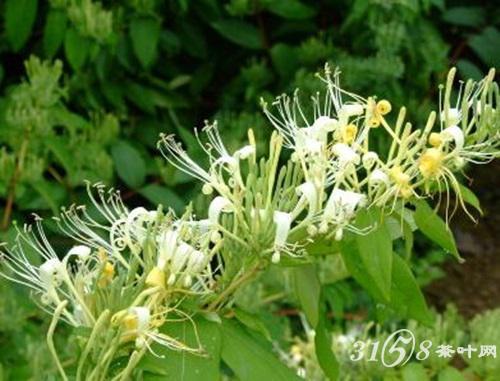 金银花