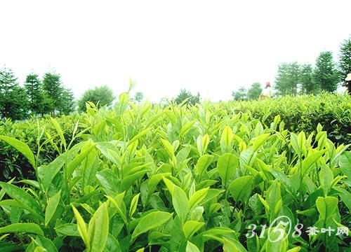 国卿晏婴不爱饮茶爱吃茗菜