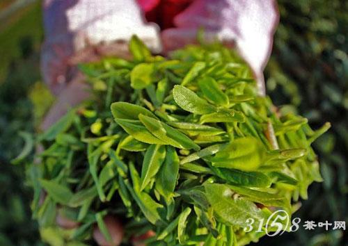福建绿茶品种