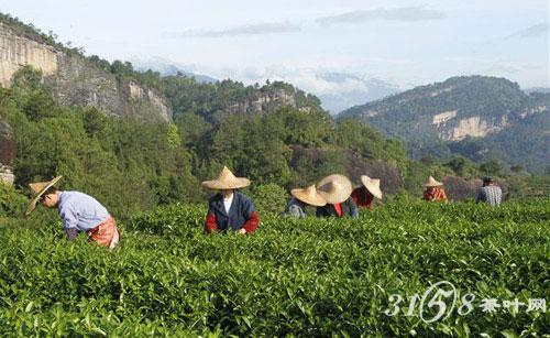 福建绿茶品种