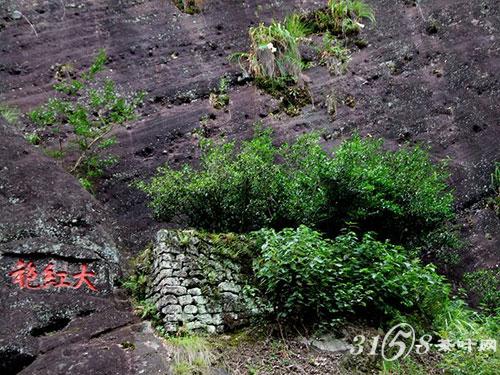 福建大红袍的历史故事