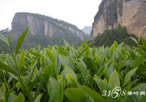 中国历代名茶品鉴