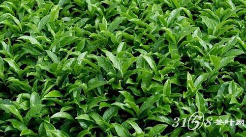 怎样喝茶才更健康
