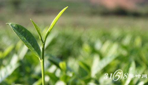 武夷岩茶制茶工艺有什么独特的地方