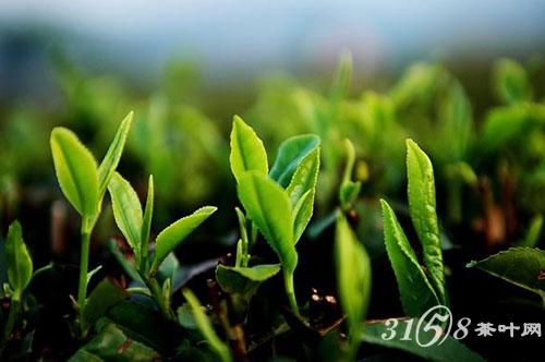 日照绿茶的功效与作用有哪些