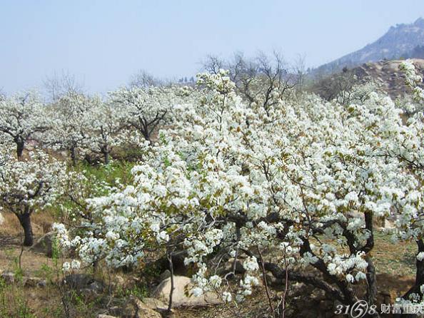 神童山梨花会图片