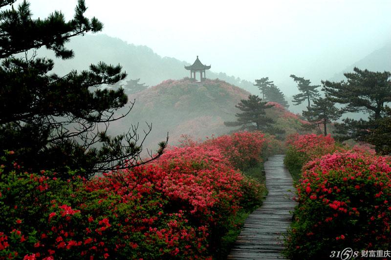 【2015麻城龜峰山】杜鵑花什麼時候開? (花期 門票 交通)