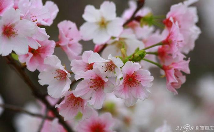 2016从化樱花节举办时间