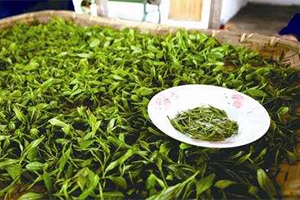 手工制茶与机械制茶的碰撞 制茶工艺对茶叶品质的影响