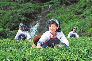 安溪铁观音制茶工艺流程