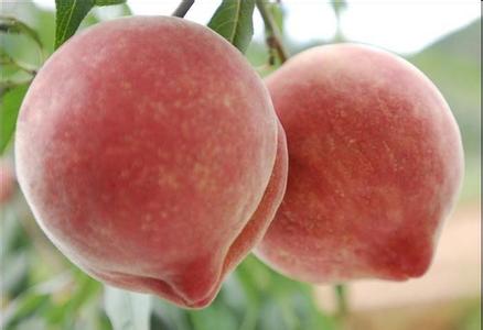 2015宁海县胡陈乡水蜜桃节时间,地点,活动介绍