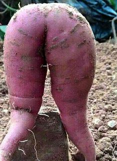 红薯长得太销魂 英国农民不忍食用