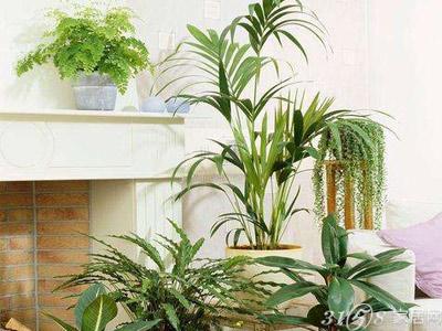客厅绿化打造完美的居室