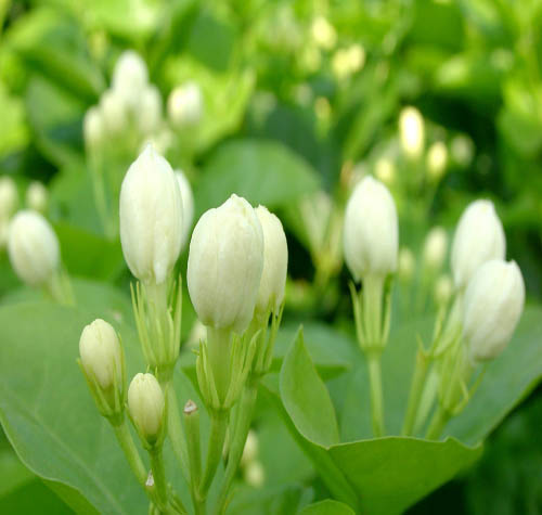 茉莉花全身是寶,除用以窨制花茶,提取浸膏,精油外還可用於禮儀,藥膳