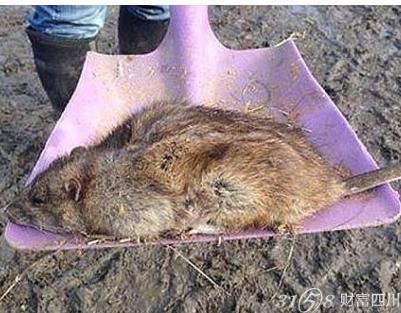 英国频现巨型老鼠 揭秘这个老鼠有多大多重?