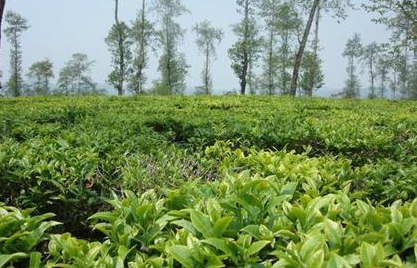 高黎貢山普洱茶高黎貢山普洱茶價格怎麼樣