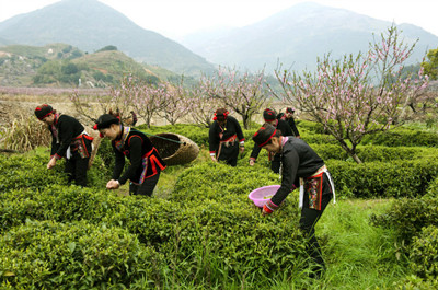 畲族饮茶习俗