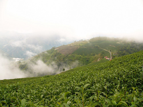 高山茶