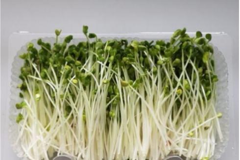 投资菜立方芽苗菜要多少启动资金 投资菜立方芽苗菜要多少启动资金