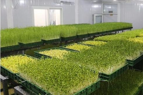 投资菜立方芽苗菜要多少启动资金 投资菜立方芽苗菜要多少启动资金