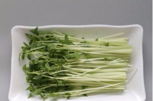 投资菜立方芽苗菜要多少启动资金 投资菜立方芽苗菜要多少启动资金