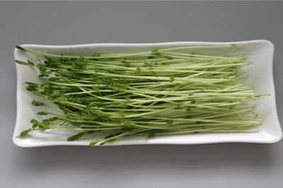 菜立方芽苗菜 菜立方芽苗菜