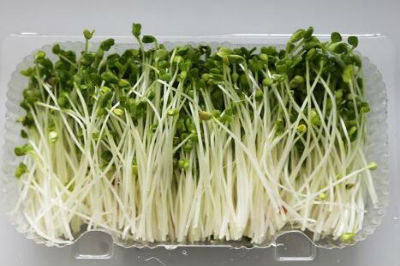 菜立方芽苗菜 菜立方芽苗菜