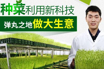 菜立方芽苗菜 菜立方芽苗菜