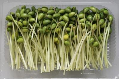 菜立方芽苗菜 菜立方芽苗菜