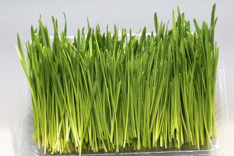 菜立方芽苗菜 菜立方芽苗菜