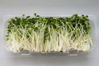 加盟菜立方芽苗菜步骤复杂吗 加盟菜立方芽苗菜步骤复杂吗