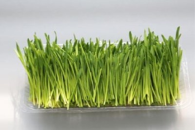 加盟菜立方芽苗菜步骤复杂吗 加盟菜立方芽苗菜步骤复杂吗