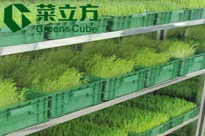 菜立方芽苗菜 菜立方芽苗菜