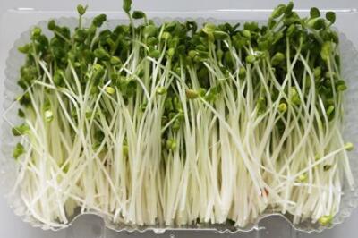 菜立方芽苗菜 菜立方芽苗菜