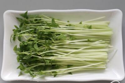 菜立方芽苗菜 菜立方芽苗菜