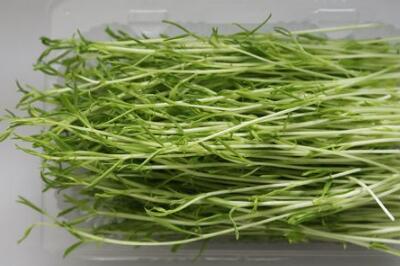 菜立方芽苗菜 菜立方芽苗菜