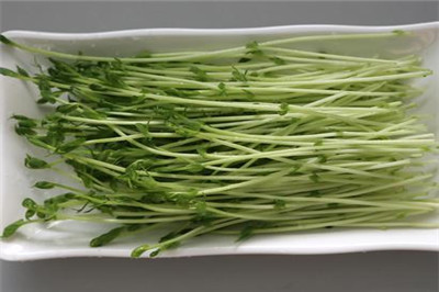 菜立方芽苗菜 菜立方芽苗菜