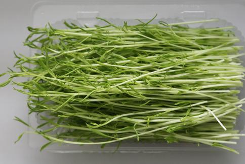 在農村投資菜立方芽苗菜怎么樣 在農村投資菜立方芽苗菜怎么樣