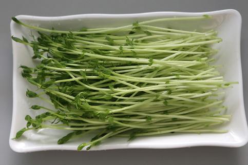在農村投資菜立方芽苗菜怎么樣 在農村投資菜立方芽苗菜怎么樣
