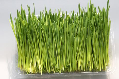 在農村投資菜立方芽苗菜怎么樣 在農村投資菜立方芽苗菜怎么樣